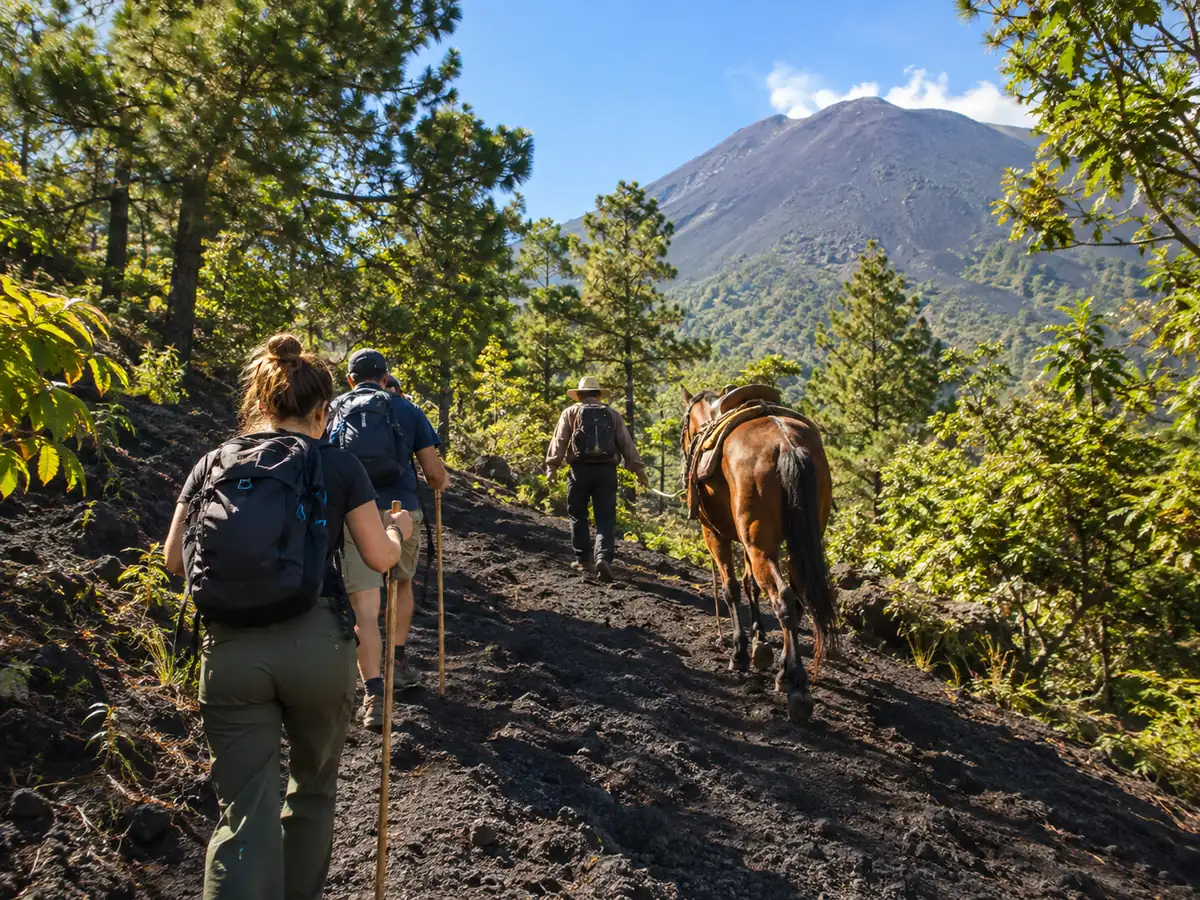 Hikers with walking sticks and a saddled horse on a volcanic sand trail through pine forest